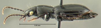 Media type: image;   Entomology 600399 Aspect: habitus lateral view